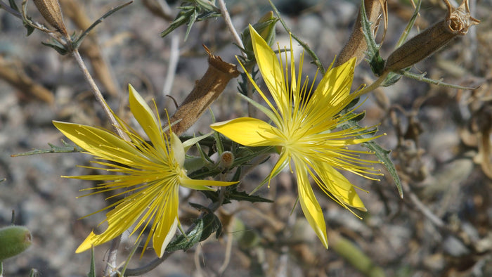 Giant Blazingstar   10 Seeds   Mentzelia laevicaulis