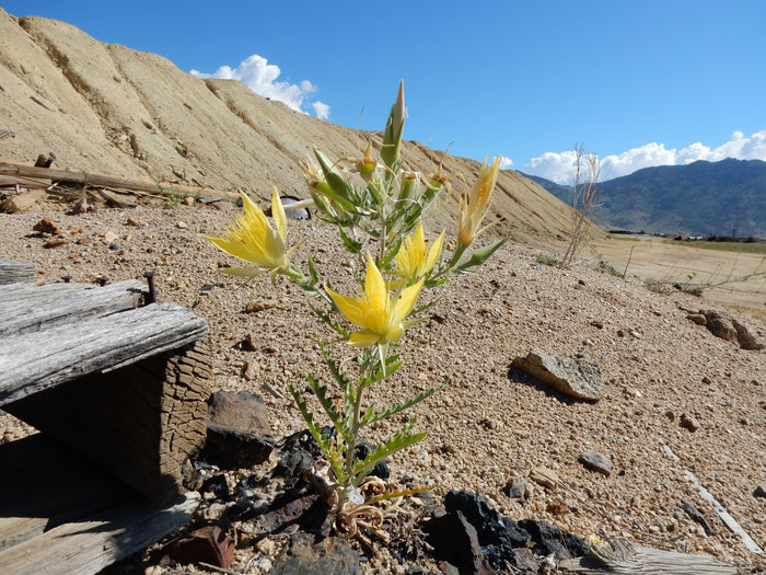 Giant Blazingstar   10 Seeds   Mentzelia laevicaulis