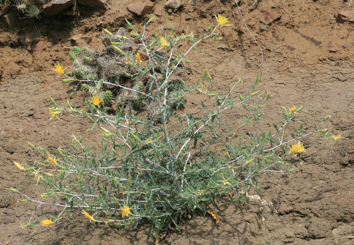Giant Blazingstar   10 Seeds   Mentzelia laevicaulis