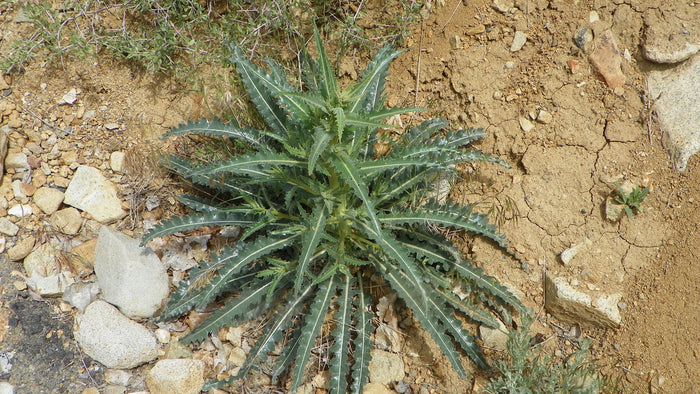 Giant Blazingstar   10 Seeds   Mentzelia laevicaulis