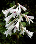 Giant Himalayan Lily  10 Seeds  Cardiocrinum giganteum