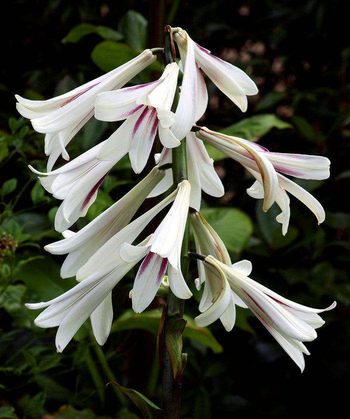 Giant Himalayan Lily  10 Seeds  Cardiocrinum giganteum