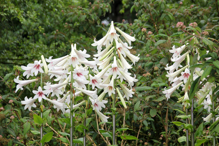 Giant Himalayan Lily  10 Seeds  Cardiocrinum giganteum