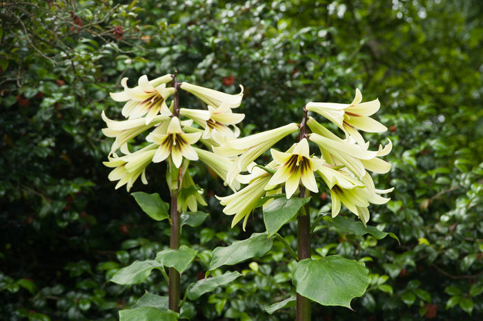 Giant Himalayan Lily  10 Seeds  Cardiocrinum giganteum