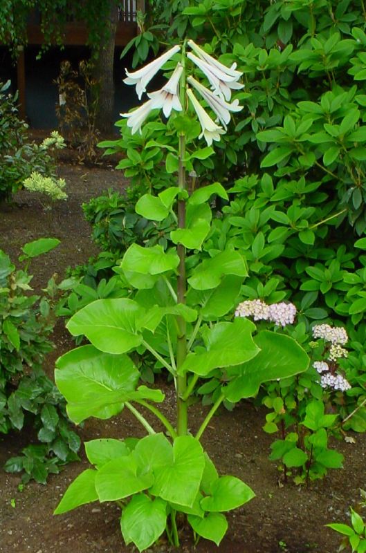 Giant Himalayan Lily  10 Seeds  Cardiocrinum giganteum