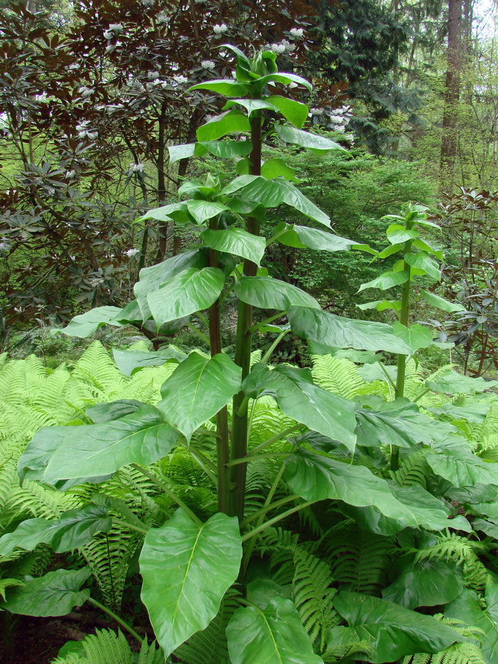 Giant Himalayan Lily  10 Seeds  Cardiocrinum giganteum