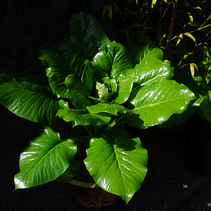 Giant Himalayan Lily  10 Seeds  Cardiocrinum giganteum