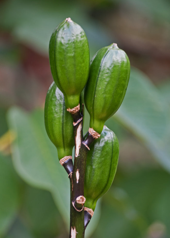 Giant Himalayan Lily  10 Seeds  Cardiocrinum giganteum