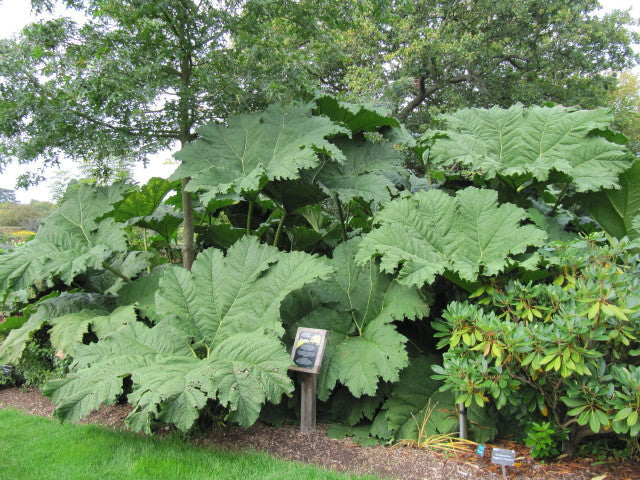 Giant Rhubarb  100 Seeds  Gunnera maniculata