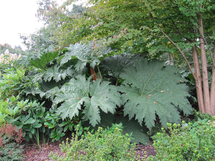 Giant Rhubarb  100 Seeds  Gunnera maniculata