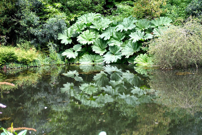 Giant Rhubarb  100 Seeds  Gunnera maniculata