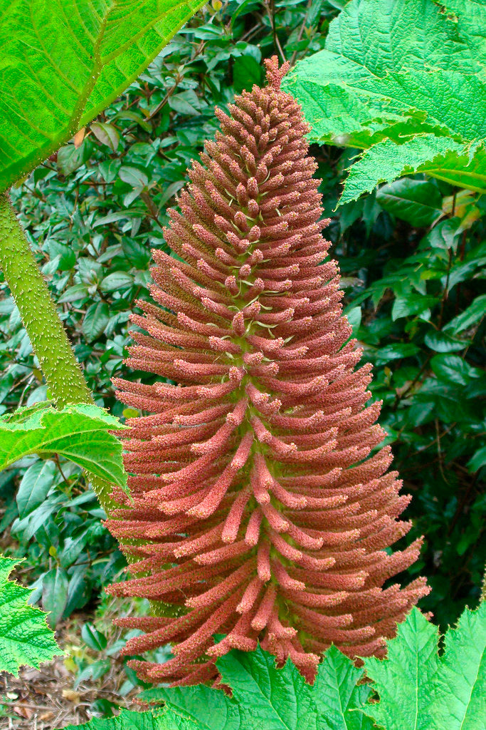 Giant Rhubarb  100 Seeds  Gunnera maniculata