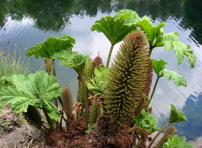 Giant Rhubarb  100 Seeds  Gunnera maniculata
