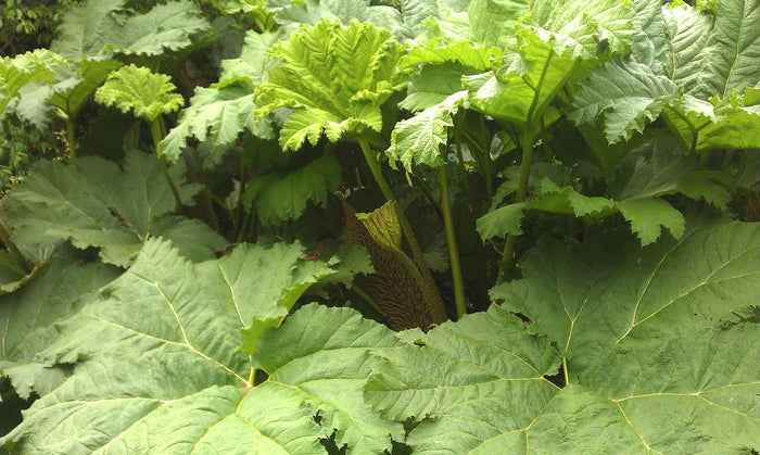 Giant Rhubarb  100 Seeds  Gunnera maniculata
