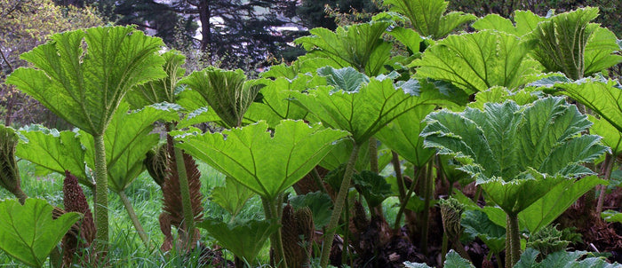 Giant Rhubarb  100 Seeds  Gunnera maniculata