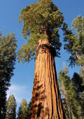 Giant Sequoia 20 Seeds Sequoiadendron Giganteum