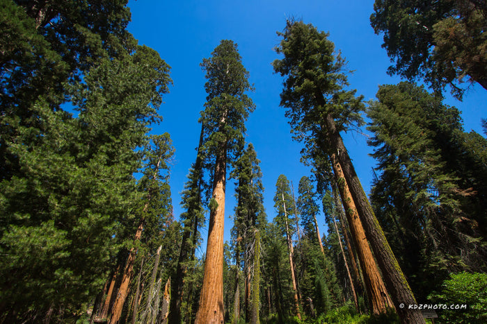 Giant Sequoia 20 Seeds Sequoiadendron Giganteum
