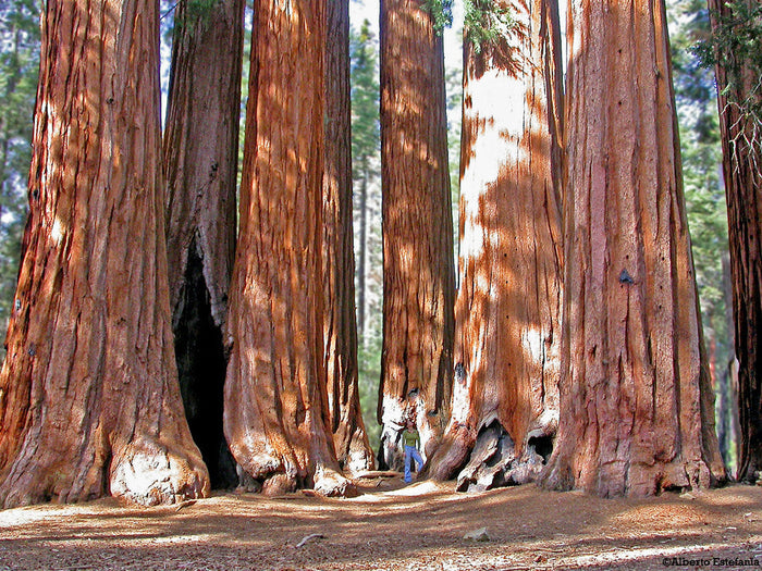 Giant Sequoia 20 Seeds Sequoiadendron Giganteum