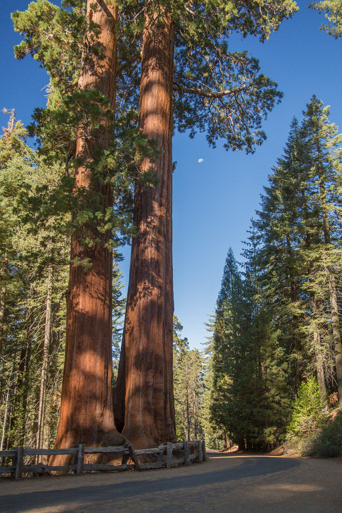 Giant Sequoia 20 Seeds Sequoiadendron Giganteum