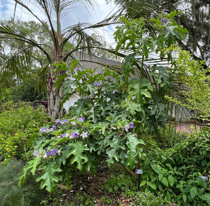 Giant Star Potato Tree   20 Seeds   Solanum macranthum