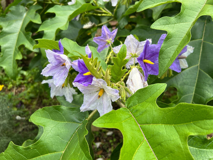 Giant Star Potato Tree   20 Seeds   Solanum macranthum