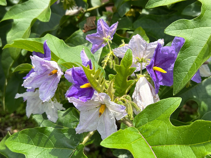 Giant Star Potato Tree   20 Seeds   Solanum macranthum