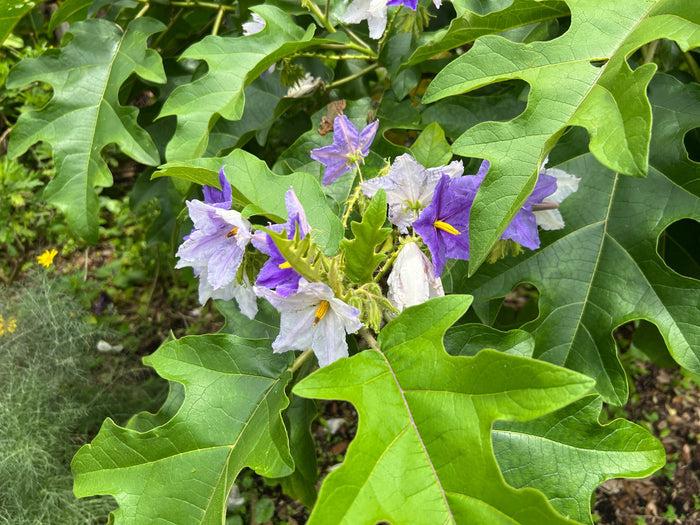 Giant Star Potato Tree   20 Seeds   Solanum macranthum