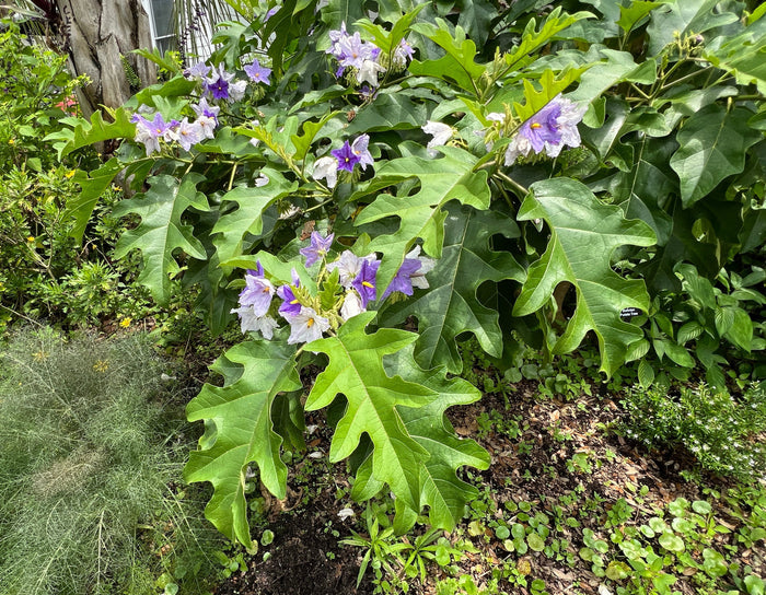 Giant Star Potato Tree   20 Seeds   Solanum macranthum