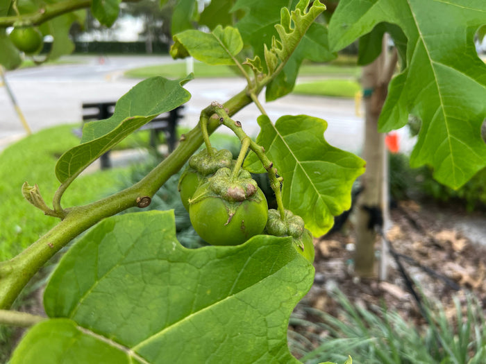 Giant Star Potato Tree   20 Seeds   Solanum macranthum