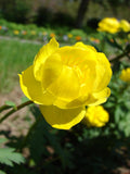 Globeflower Trollius europaeus 20 Seeds