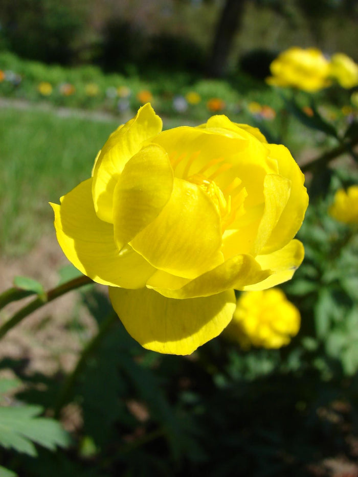 Globeflower Trollius europaeus 20 Seeds