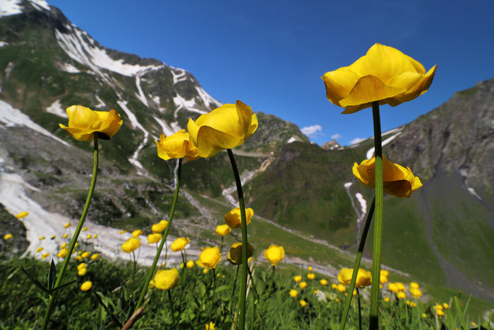 Globeflower Trollius europaeus 20 Seeds