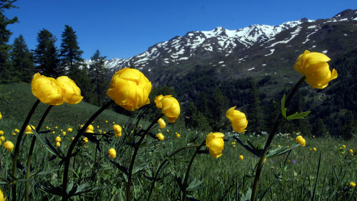 Globeflower Trollius europaeus 20 Seeds