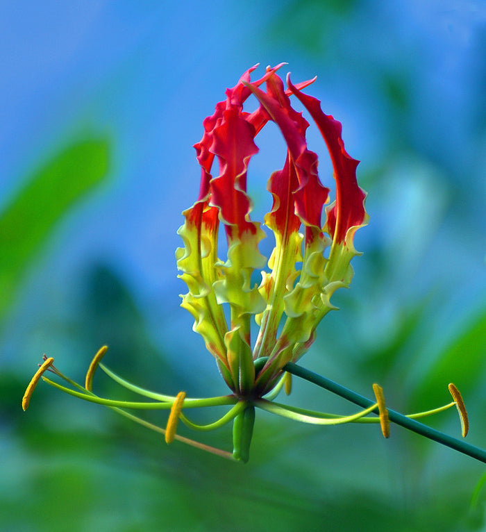 Gloriosa Lily  10 Seeds  Gloriosa superba