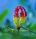 Gloriosa Lily  10 Seeds  Gloriosa superba
