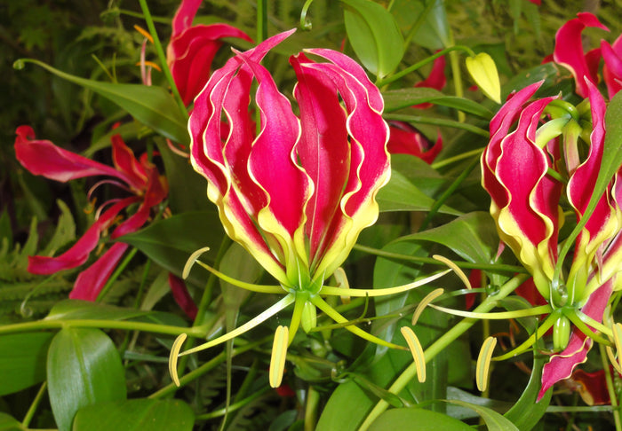 Gloriosa Lily  10 Seeds  Gloriosa superba