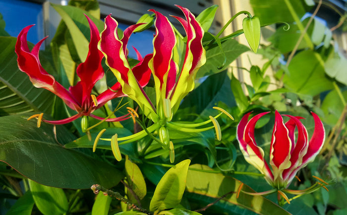 Gloriosa Lily  10 Seeds  Gloriosa superba
