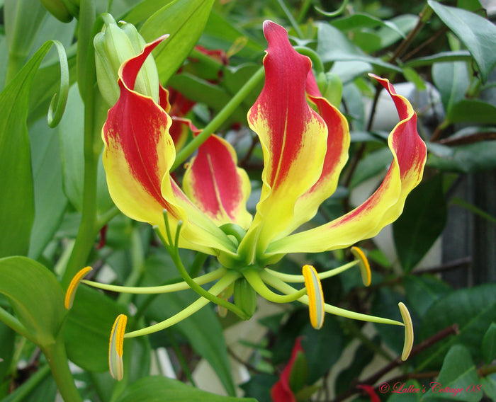 Gloriosa Lily  10 Seeds  Gloriosa superba