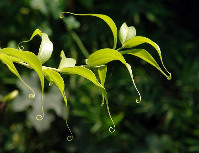 Gloriosa Lily  10 Seeds  Gloriosa superba