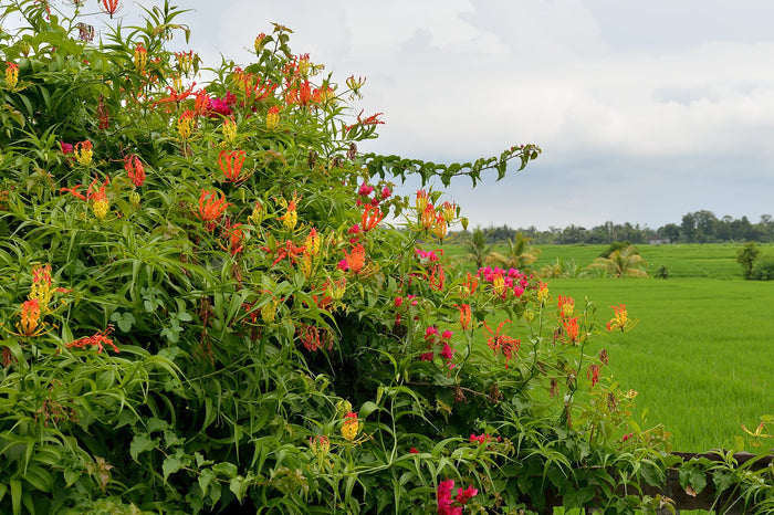 Gloriosa Lily  10 Seeds  Gloriosa superba