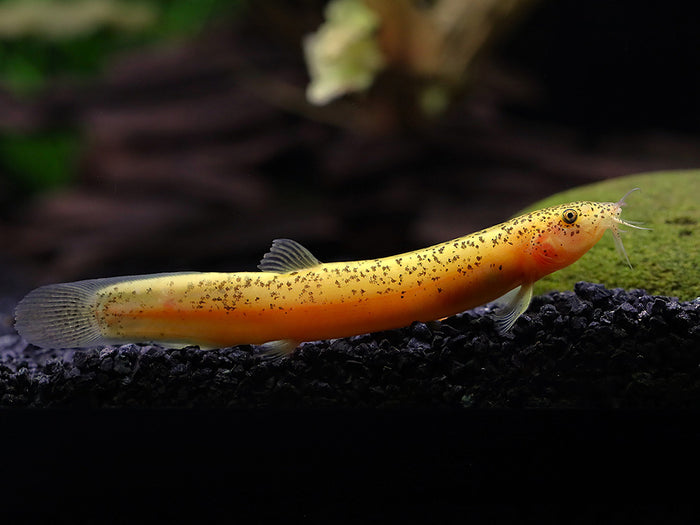 Gold Leopard Dojo Loach (Misgurnus anguillicaudatus) – Tank-Bred