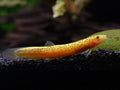 Gold Leopard Dojo Loach (Misgurnus anguillicaudatus) – Tank-Bred