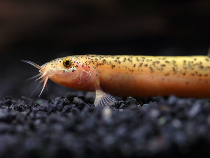 Gold Leopard Dojo Loach (Misgurnus anguillicaudatus) – Tank-Bred