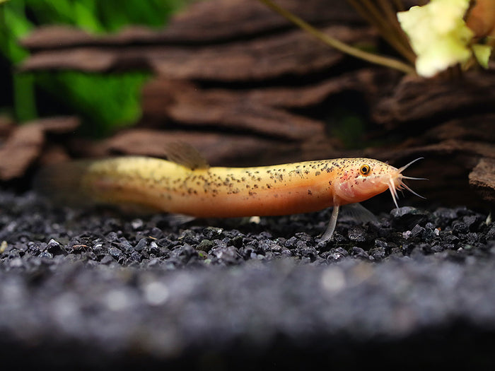 Gold Leopard Dojo Loach (Misgurnus anguillicaudatus) – Tank-Bred