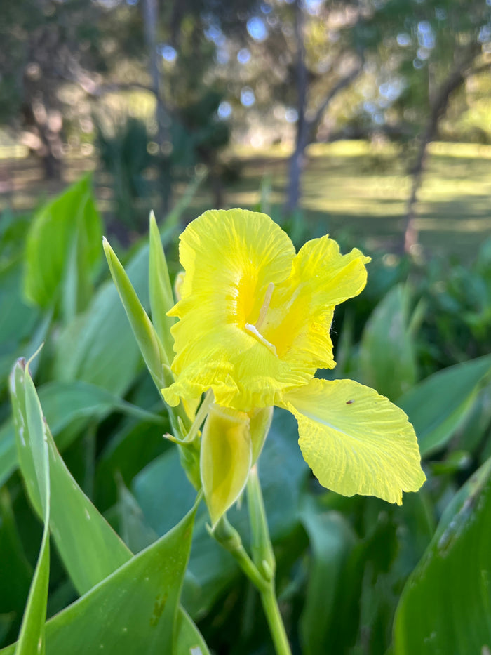 Golden Canna   10 Seeds   Canna flaccida