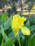 Golden Canna   10 Seeds   Canna flaccida