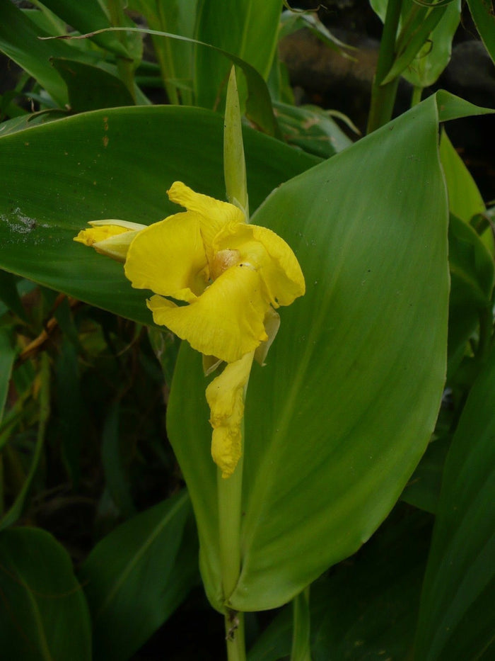 Golden Canna   10 Seeds   Canna flaccida