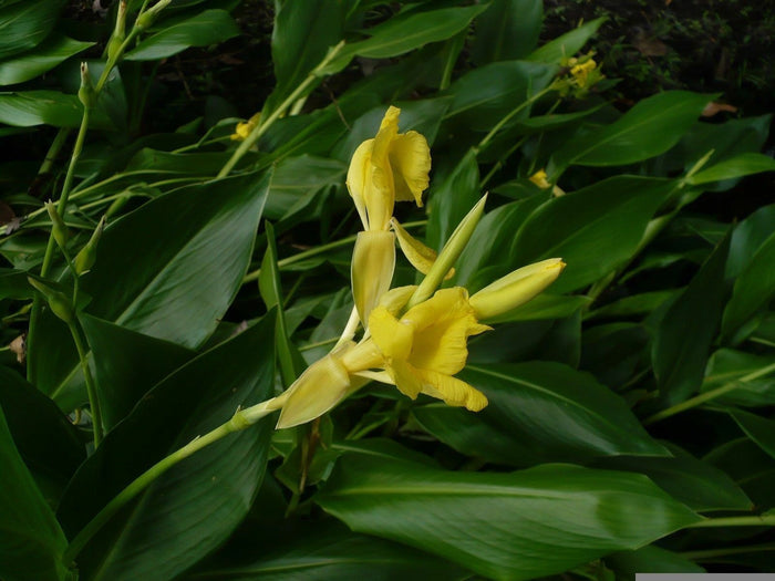 Golden Canna   10 Seeds   Canna flaccida