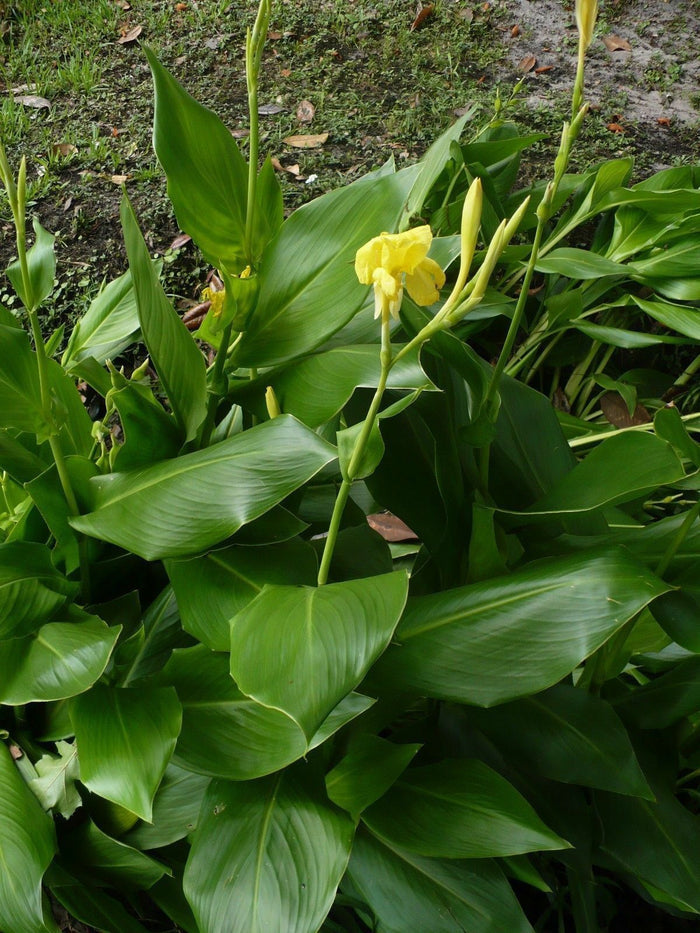 Golden Canna   10 Seeds   Canna flaccida