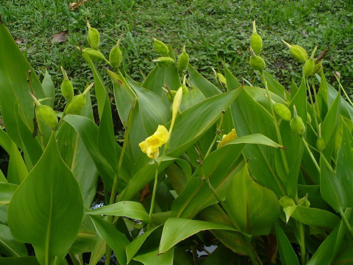Golden Canna   10 Seeds   Canna flaccida
